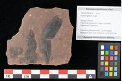 Foto (Objekt + Etikett) von Myrica lignitum Unger (NHMW-GEO-2024-0188-0674)